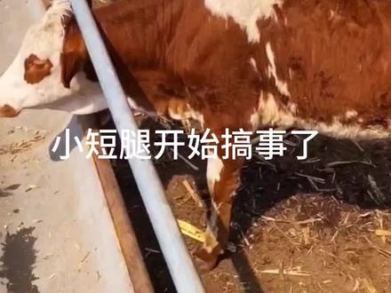 #谁知道这是什么 #谁知道这是什么 小短腿亡我国心不死