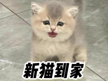 小猫到新家不吃不喝,怎么办?新手养猫#猫咪经验分享 #新手养猫 #养猫经验分享 #买猫避坑 #新猫到家