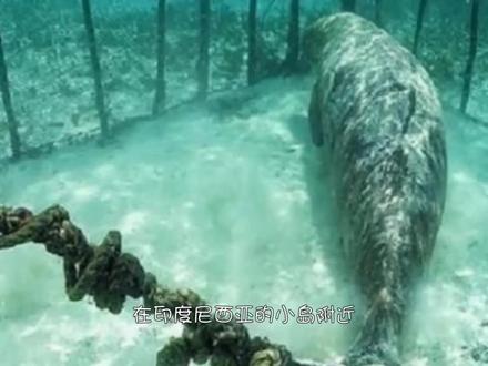 好残忍!潜水员在海底发现大铁笼,里面竟用铁链拴着一只“美人鱼”!