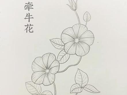 线描花卉,牵牛花~一起画花~#铅笔画手绘 #线描 #线描画