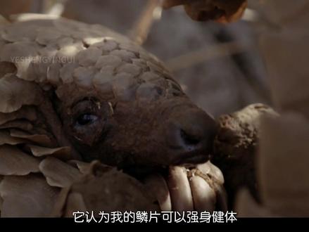 2026年2月21日,世界穿山甲日 10年内亚洲区域穿山甲种群损失达到94%-99%,别让穿山甲在下个十年后被写进神话。
#穿山甲 #世界穿山甲日 #保护动物 #保护野生动物 #野生动物