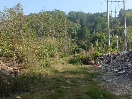 6度的低温天气,只要是大晴天,出来野外遛鸟,绣眼依然大唱不停 #绣眼鸟 #绣眼鸟叫声 #绣眼大唱