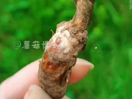 采蘑菇日记 第15期| 独角龙虫草,有毒,俗称公蝉花,土蝉花,夏季出现。#云南野生菌 #户外 #科普 #大自然的馈赠 #采蘑菇