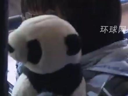 旅日大熊猫“晓晓”和“蕾蕾”启程回国,日本进入无大熊猫时代