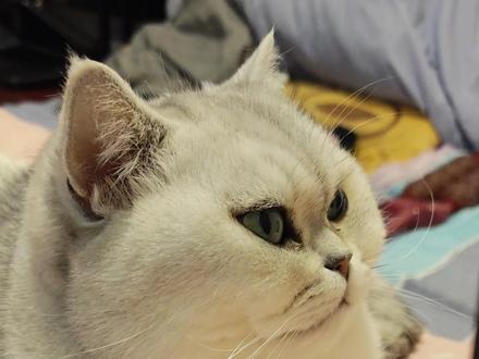 神喵天降到我家,居然变成了凡间之猫,天天懒吃懒睡怎么行,v我50根猫条和你讲讲我的修仙计划#猫咪 #插画 #铲屎官