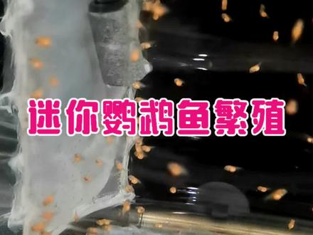 #迷你鹦鹉鱼养殖方法 #迷你鹦鹉鱼 #迷你鹦鹉鱼繁殖 #迷你鹦鹉繁殖 #迷你鹦鹉
好多粉丝都说迷你鹦鹉鱼,生了好几窝总是团灭,一个也养不活。下面给大家分享4个迷你鹦鹉孵化养殖诀窍,全是干货,大家可以收藏下。
1、注意提罐时间。
我一般在快起飞前两天提罐,如果发现大鱼吃小鱼,就提前提罐,甚至可以产卵后就提,提罐后最好在原缸隔离,也可以换缸隔离,但是注意新环境温度要和原缸温度
保持一致,我一直是恒温28度。
2、保证水质
这一点很关键,我用的周转箱过滤,水的流动性很好,水的含氧量很高,并且水很清,为了防止小鱼被水泵吸走,我自制了油桶隔离盒,有一期作品专门有介绍,这个简直是
迷你鹦鹉孵化神器,纱网透水透气性很棒,并且丰年虾不会漏下去,方便喂食。
3、小苗单独打氧
提罐后需要单独打氧,直至小苗满月。氧气头放在油桶隔离盒距上边沿三分之一处,
4小苗喂食
第一个月,尽量用活的丰年虾喂养,不会孵化就关注下,后面我会出一期丰年虾孵化详细教程,实在不行就用冰冻丰年虾喂养。
欢迎关注交流迷你鹦鹉鱼繁殖、迷你鹦鹉繁殖、迷你鹦鹉鱼养殖方法经验