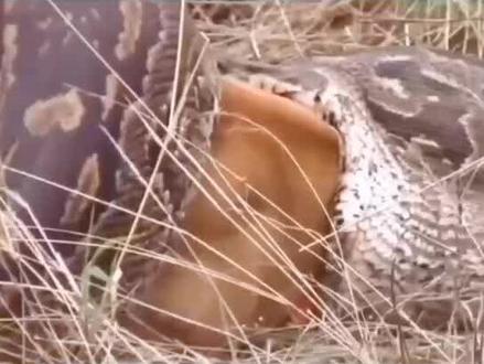 巨蟒吞下大黄牛全过程#动物世界