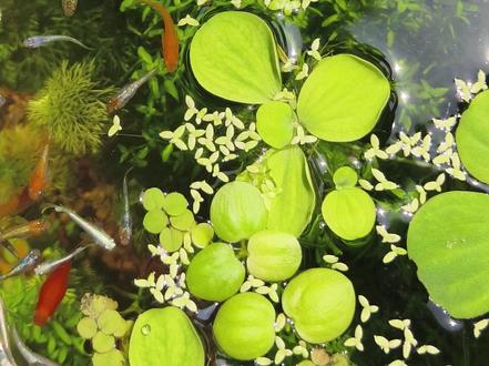 新手必看的实战经验分享,水草购买避坑指南 想给鱼缸添点生机,却总在买水草时踩坑?结合两年买过十几家水草的实战经历,总结这份避坑指南,帮你绕开那些 “花钱找罪受” 的雷区 ——
1. 坚决避开 “水草种子”
真正的水草极少靠种子繁殖,市面上的 “水草种子” 几乎都是假的,多为冰粉子等陆生植物种子。它们短期发芽后无法在水下存活,最终只会腐烂污染水质,想养生态稳定的古法鱼缸,千万别碰!
2. 警惕 “假水草” 冒充
某多多等平台的低价水草中,常混入陆生植物冒充水草,比如锦绣线、鹿角茸、网纹草、铁丝兰等。这些植物在水中无法正常生长,结局都是烂掉,购买时一定要认准水草品种。
3. 慎买 “坨草”,小心水上叶陷阱
坨草看似方便,实则容易踩坑:商家常把未转水的水上叶标为水下叶售卖。坨草基质多为包着黄泥土的黑色块,水草根系往往没长好,入缸后易因转水腐烂导致水体浑浊。有底沙的话,直接买水草扦插更靠谱。
4. 分清水上叶和水下叶
水上叶:水草在陆地环境生长的形态,入缸后需 “转水” 适应水下环境,易出现溶叶,影响水质。
水下叶:已适应水下环境,成活率高。
不良商家会用水上叶冒充水下叶,购买时务必仔细甄别。
5. 避开极端季节购买
冬季:低温易导致水草冻伤,且本身状态差,到手多为残枝。
夏季:高温使水草新陈代谢加快,运输中密封环境易闷热缺氧,导致发黄腐烂(亲测 7 月买的南美叉柱花入缸即溶叶)。
6. 购买渠道小技巧
优先选口碑好的商家,或找同城鱼友收 “打头草”(状态更稳定)。
选发货地近的卖家,缩短运输时间,减少损耗。
掌握这些要点,才能买到真正适合鱼缸的水草,让你的 aquatic 世界少走弯路,更省心!#鱼缸里的大自然 #生态缸 #养鱼日记