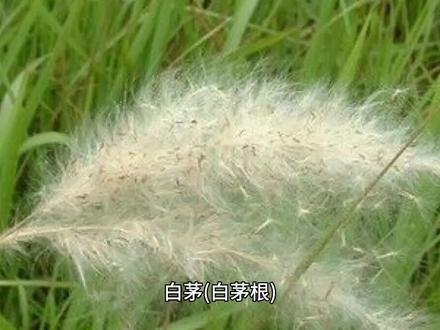 白茅(白茅根)的作用与功效