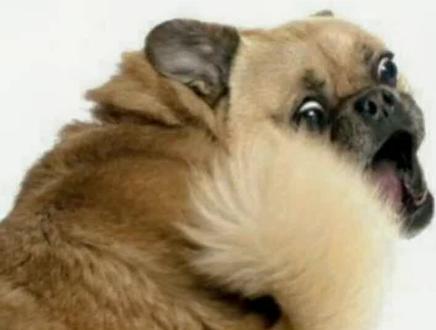 #科学养宠攻略 #宠物狗 狗狗咬尾巴的原因