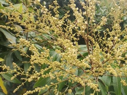 储良龙眼10月底施氯酸钾催花,3月开雄花了,疏花的长得很靓 #龙眼 #龙眼种植 #三农 #三农流量扶持计划
