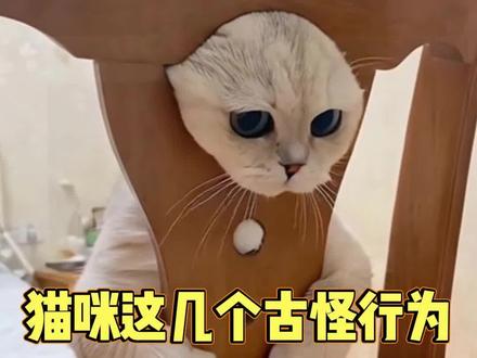 猫咪这几个古怪行为代表什么意思呢?#猫咪#科学养宠攻略#萌宠出道计划#新手养猫指