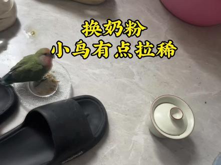 #鹦鹉#牡丹鹦鹉 #鹦鹉奶粉 换了奶粉,小鸟有点拉稀,但是状态很好,开始学飞了!