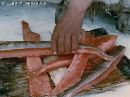 因纽特人在零下五十度的北极吃三文鱼,孩子将驯鹿骨当成零食#纪录片 #因纽特人 #北极 #人文 #生活