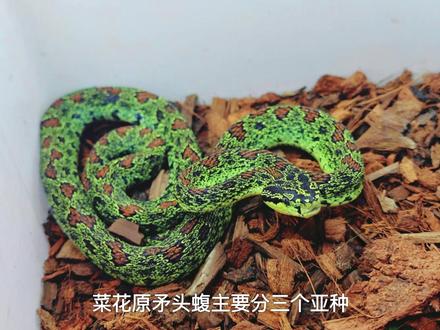 菜花原矛头蝮科普介绍#科普 #神奇动物 #蛇蛇教
