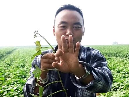 红薯控旺分三步,记住了#三农 #抖音助农 #每天分享种植农业小知识 #新农人计划2023 #分享农业知识帮农民增产增收