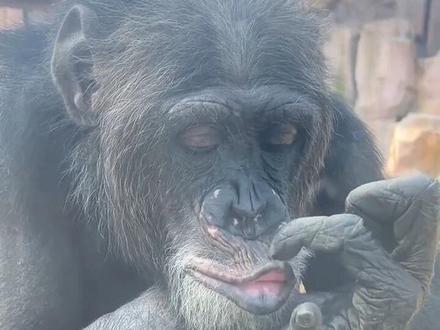 动物没有毛会是什么样子? #视觉冲击 #动物科普 #保护动物