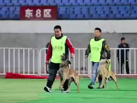 FMBB国际护卫犬大赛(IGP)1级冠军鲍赢服从部分