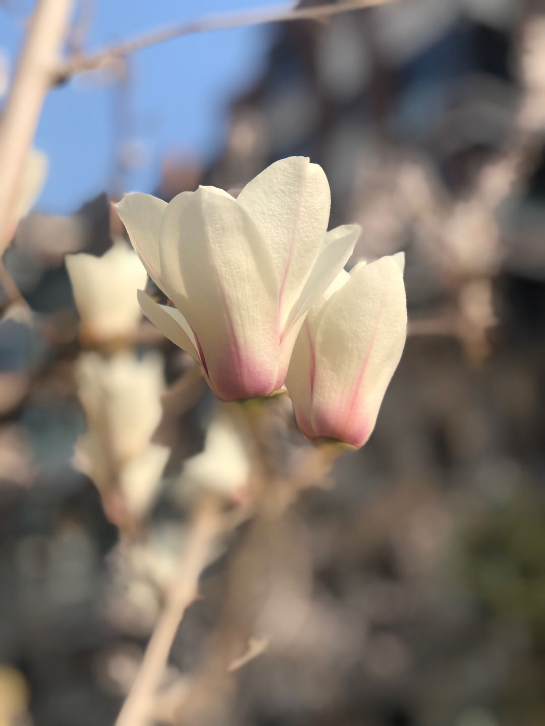 落雪飞花的抖音 - 抖音