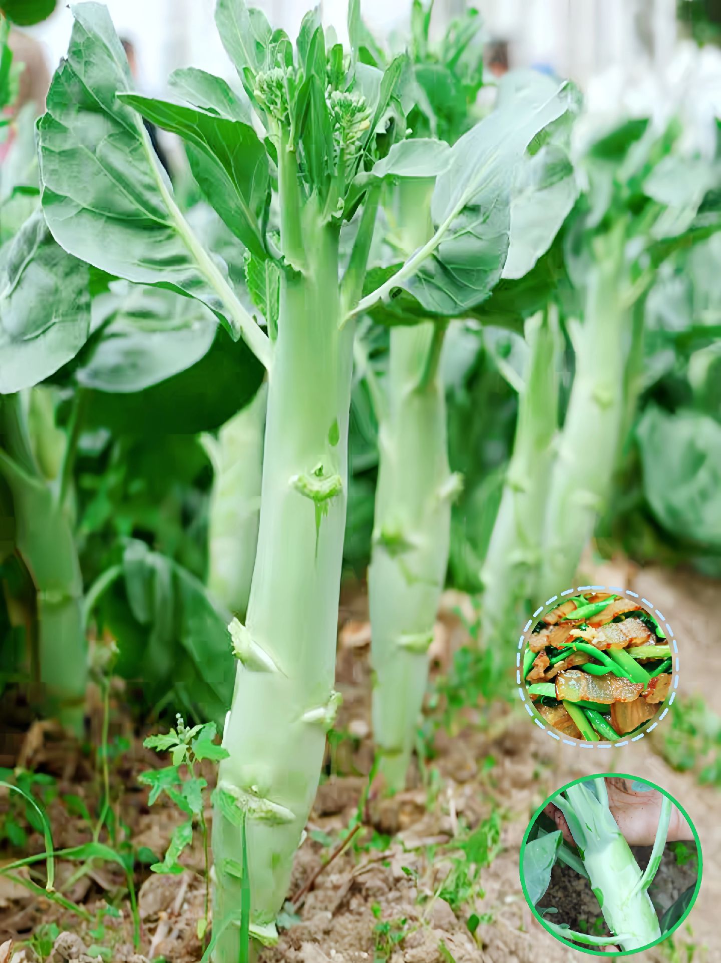 小灰灰妹妹:鸡腿芥兰种籽中粗芥蓝夏秋耐热高产农家菜园种植蔬菜种子
