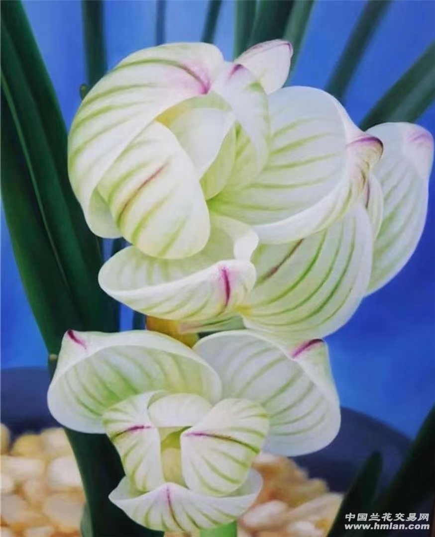 恋园坊:素冠荷鼎3苗1大芽1花苞#国兰 #兰花种植基地 #莲瓣兰