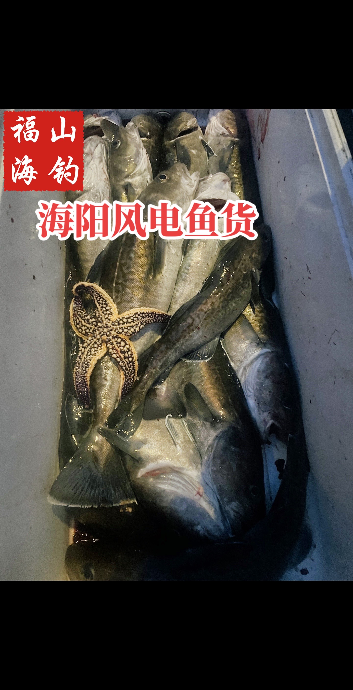 福山区清洋钓友之家渔具店:2月3号海阳风车鱼货 凑合玩吧.