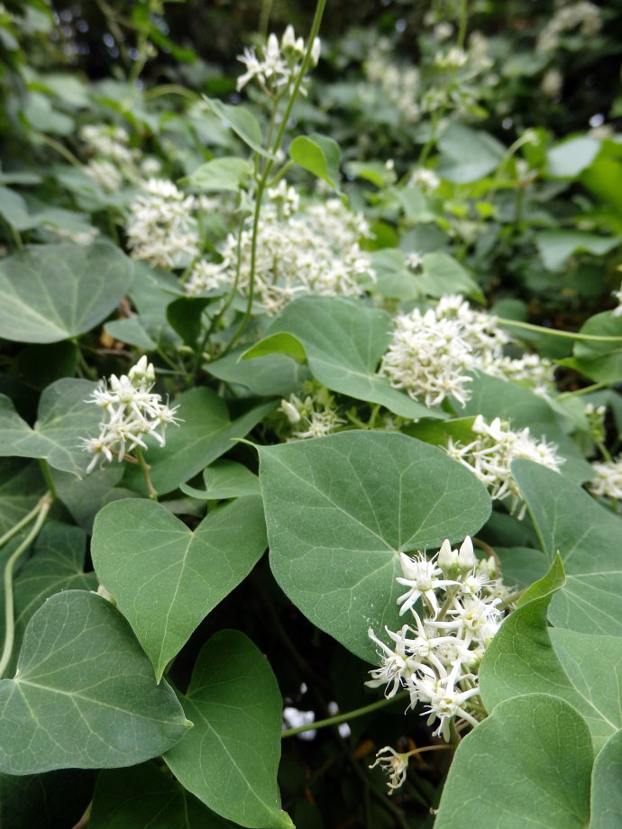 live with soul~用心生活:鹅绒藤:又称牛皮消,祖子花,是一种草质藤本