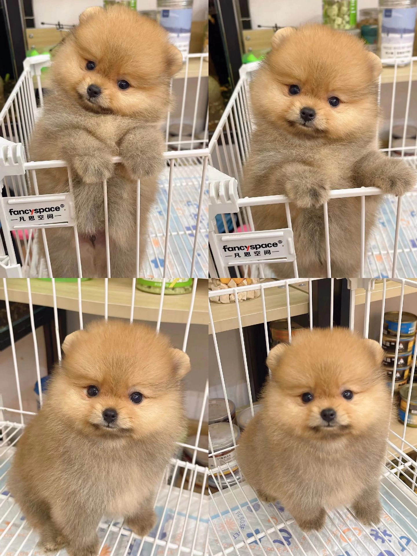 急 急 急 出博美幼犬2个多月,断奶了.