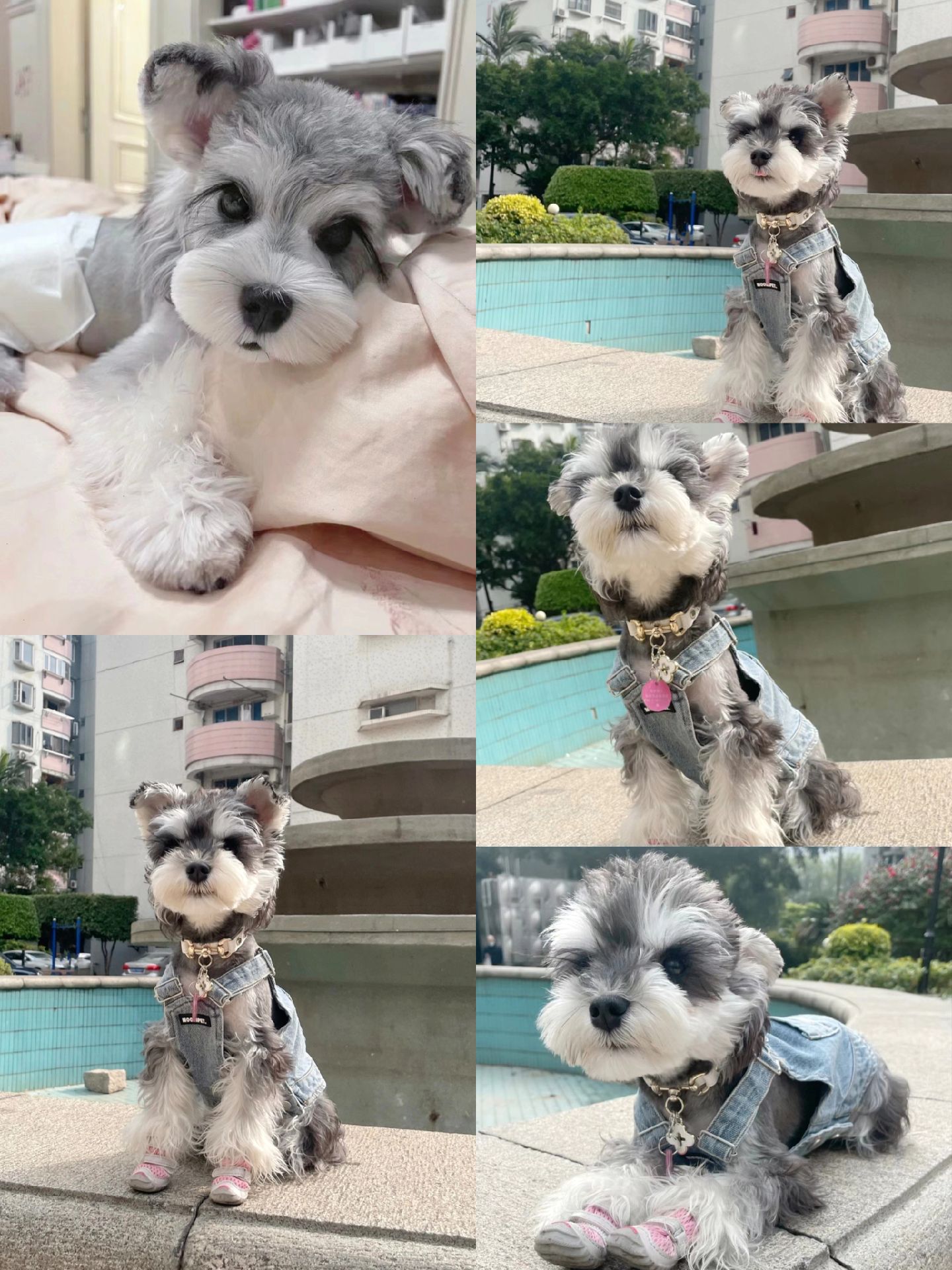 心缘犬舍:浅椒盐雪纳瑞幼犬2500一只!蹲姨姨.