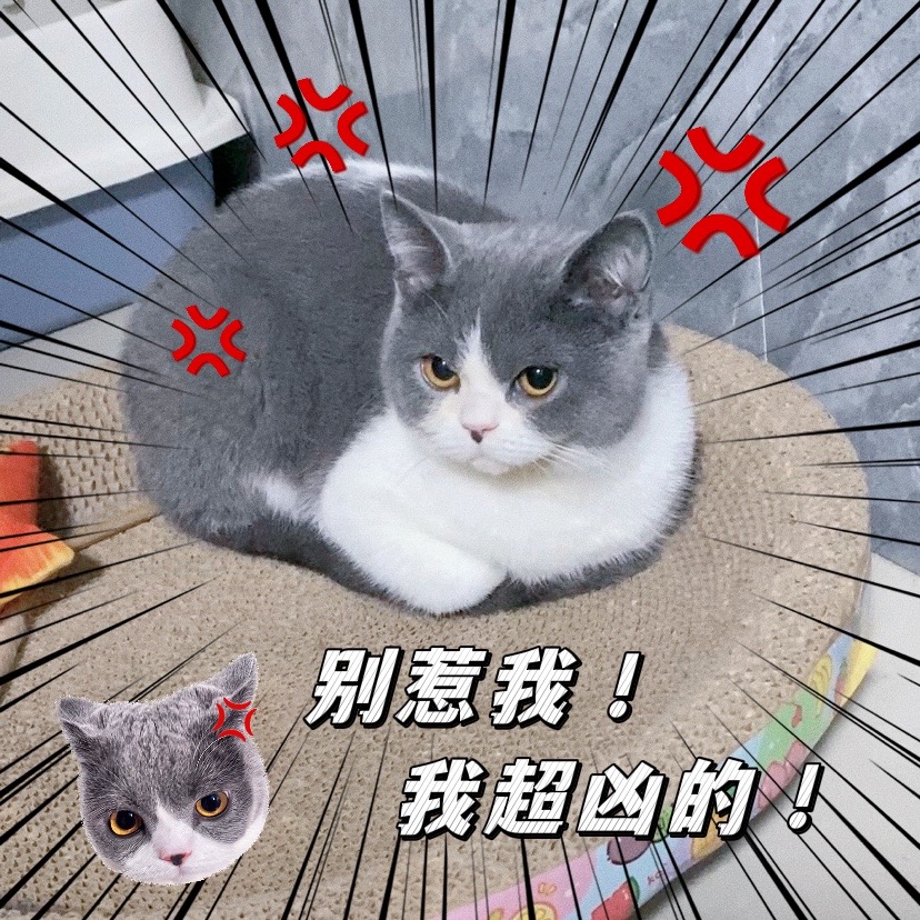 球球是只喵的抖音 - 抖音