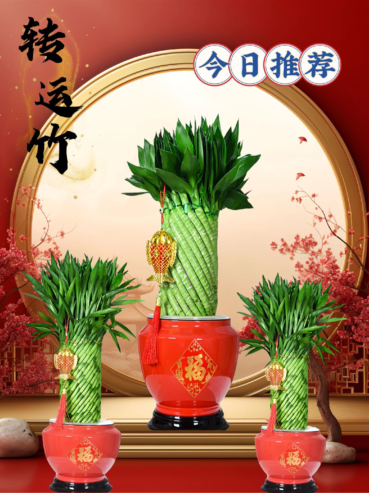 转运竹又叫招财竹,镇宅旺财绿植!寓意吉祥,四季常青!