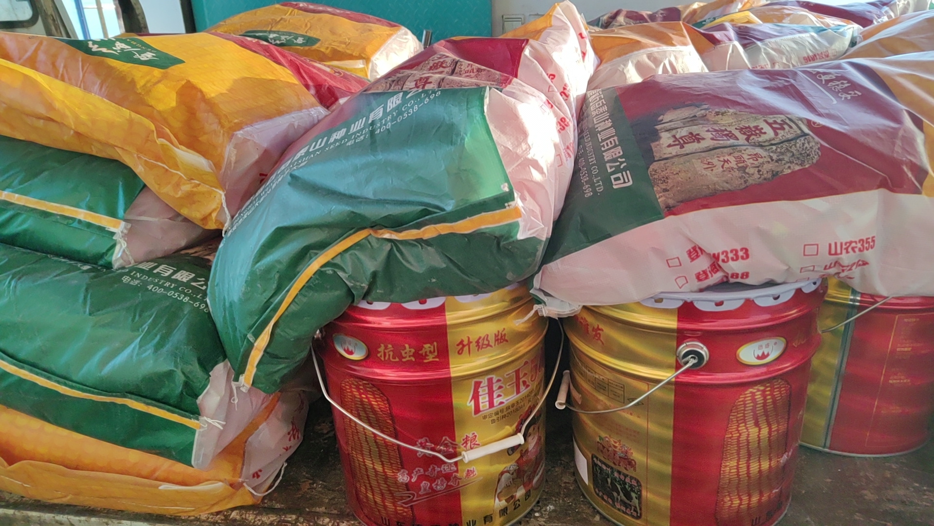 可约图文9登海78佳玉538图文3用户自己在玉米种上做的对比实验2登海78