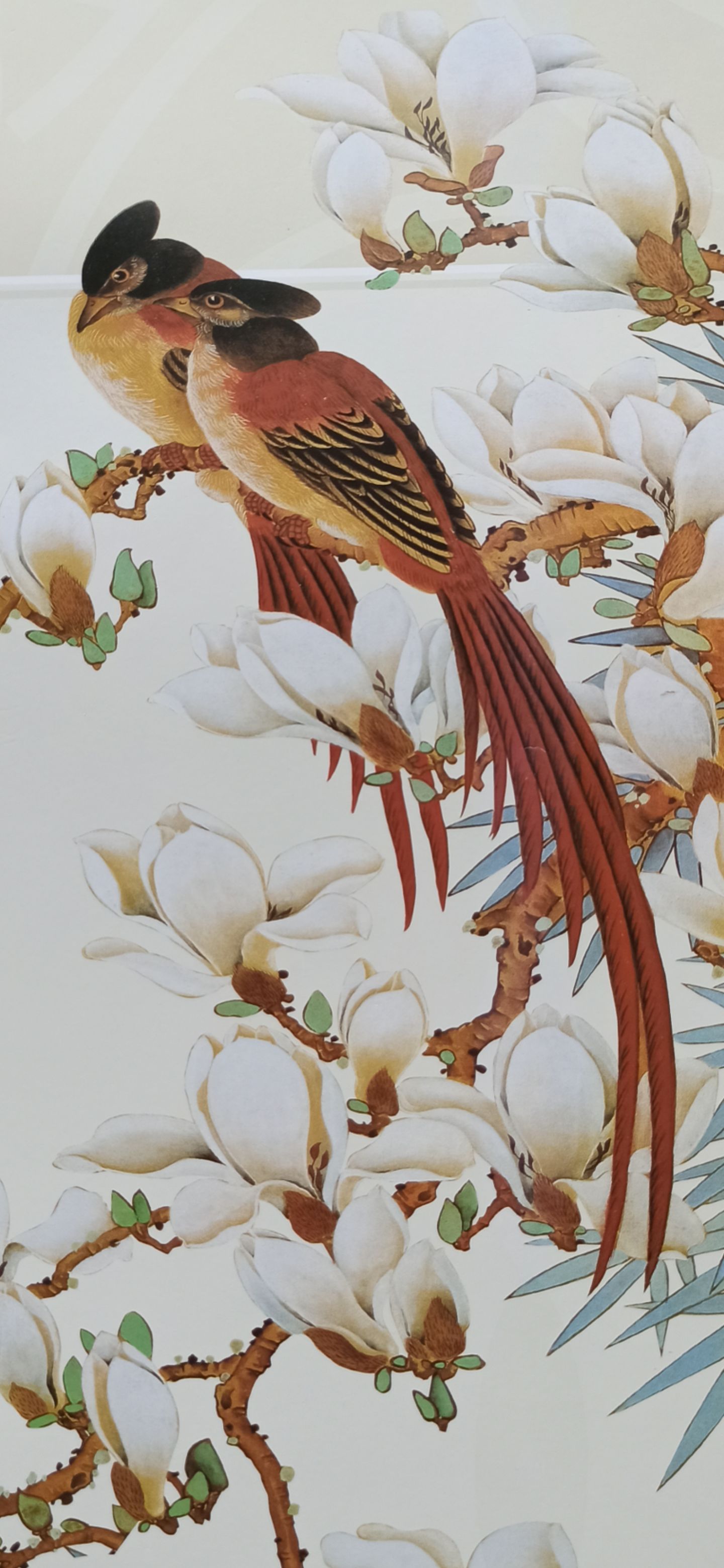 老李头爱收藏:非常精美漂亮的花鸟,牡丹花,虎和美女绘画