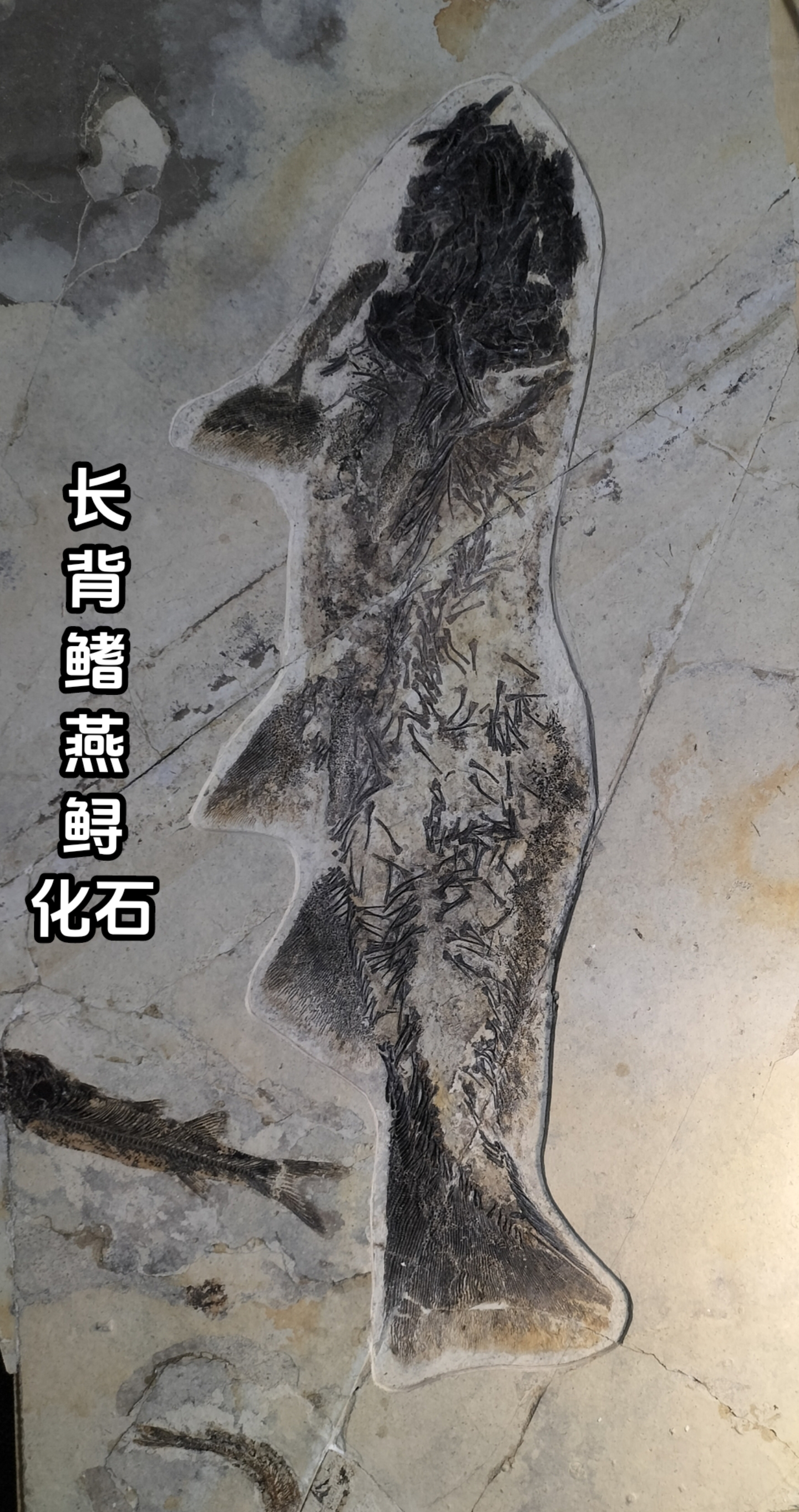精品古生物化石收藏馆