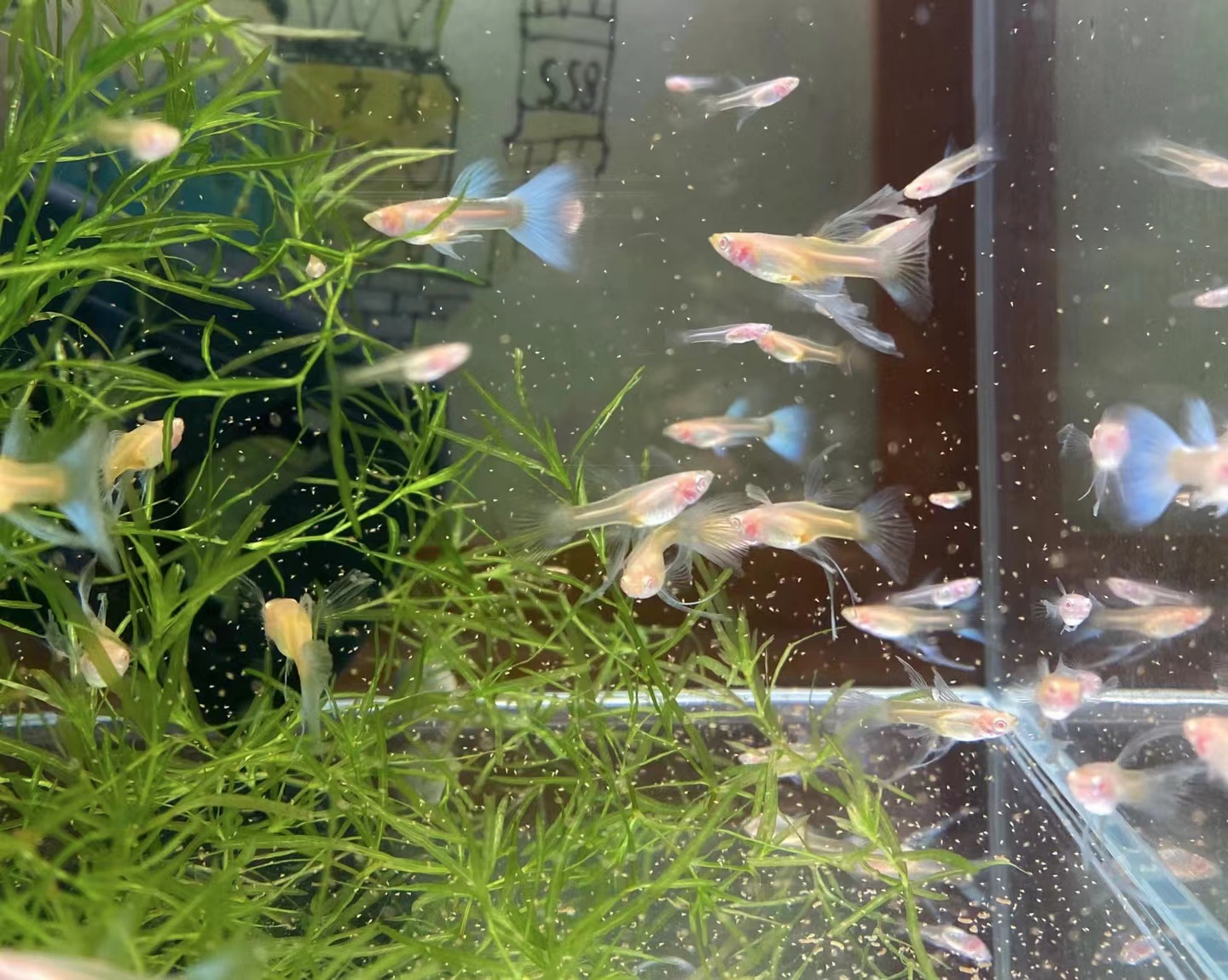 经常有小伙伴说,孔雀鱼小鱼苗养着养着就挂了,今