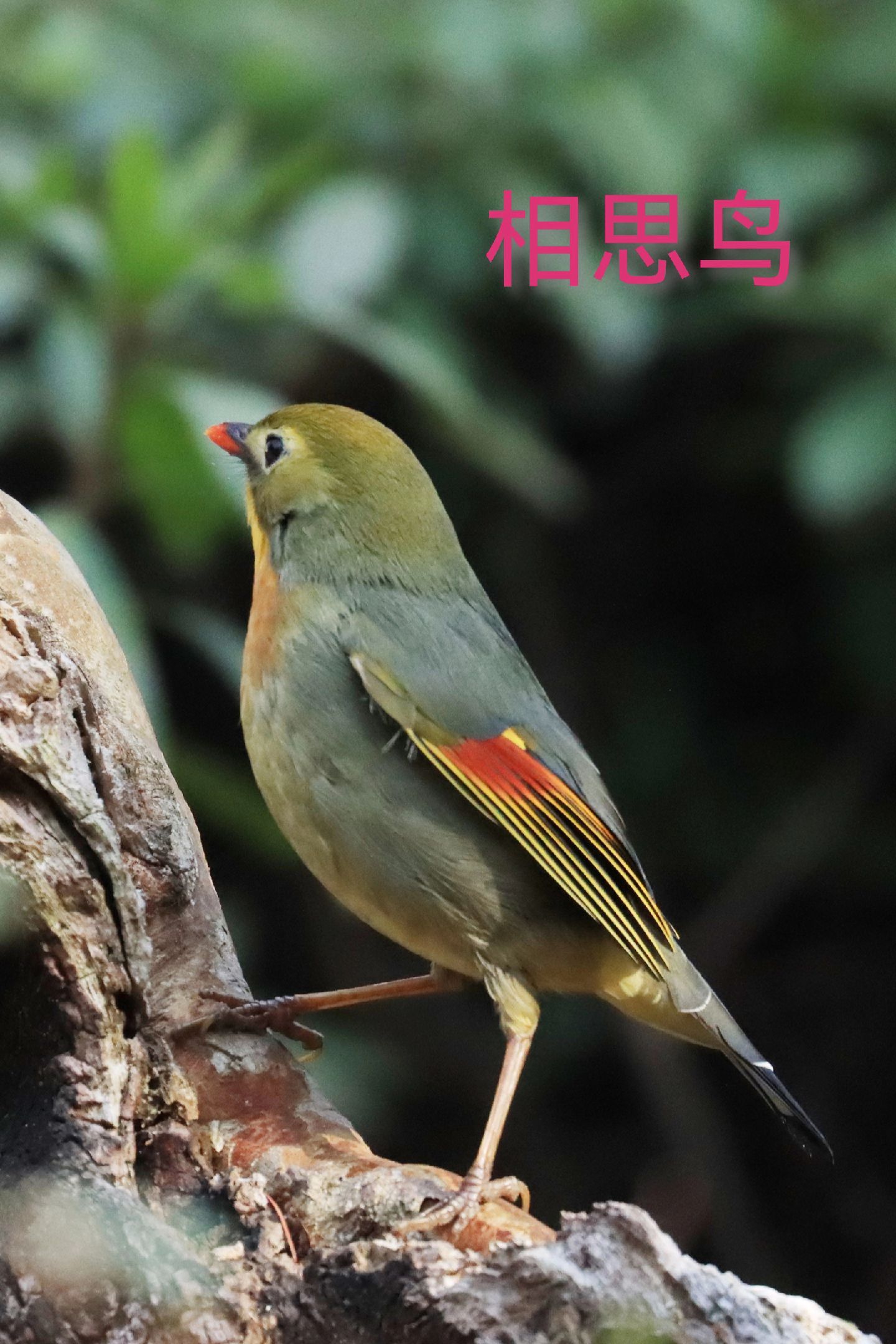 山水涧:相思鸟俗称红嘴玉,相思鸟,红嘴绿观音,属于国家二级保护鸟