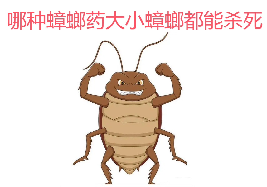 目前常见的蟑螂有德国小蠊(小蟑螂)和美洲大蠊(大蟑螂).