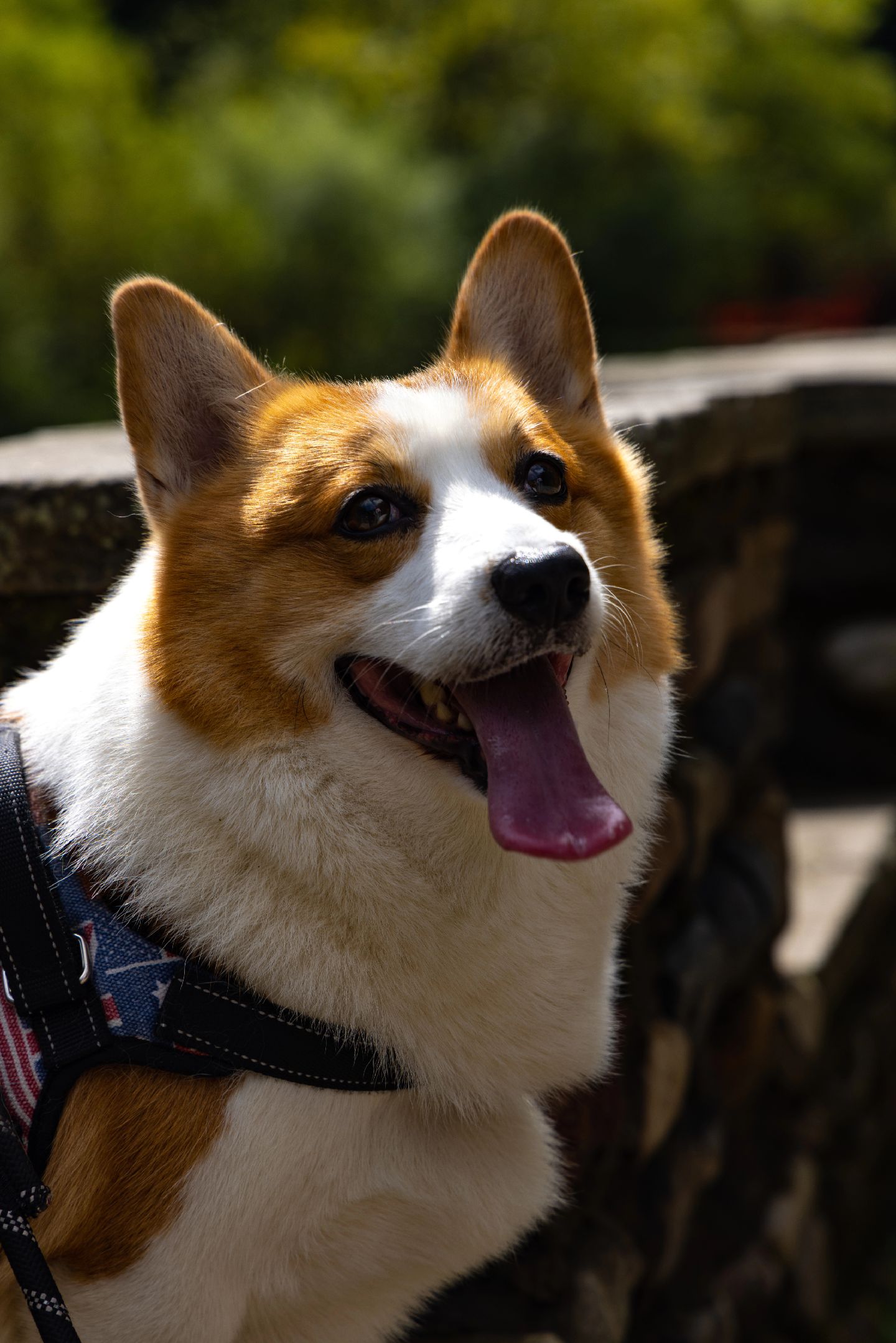 95:哈基米哈基米#狗狗 #柯基 #摄影 #治愈系