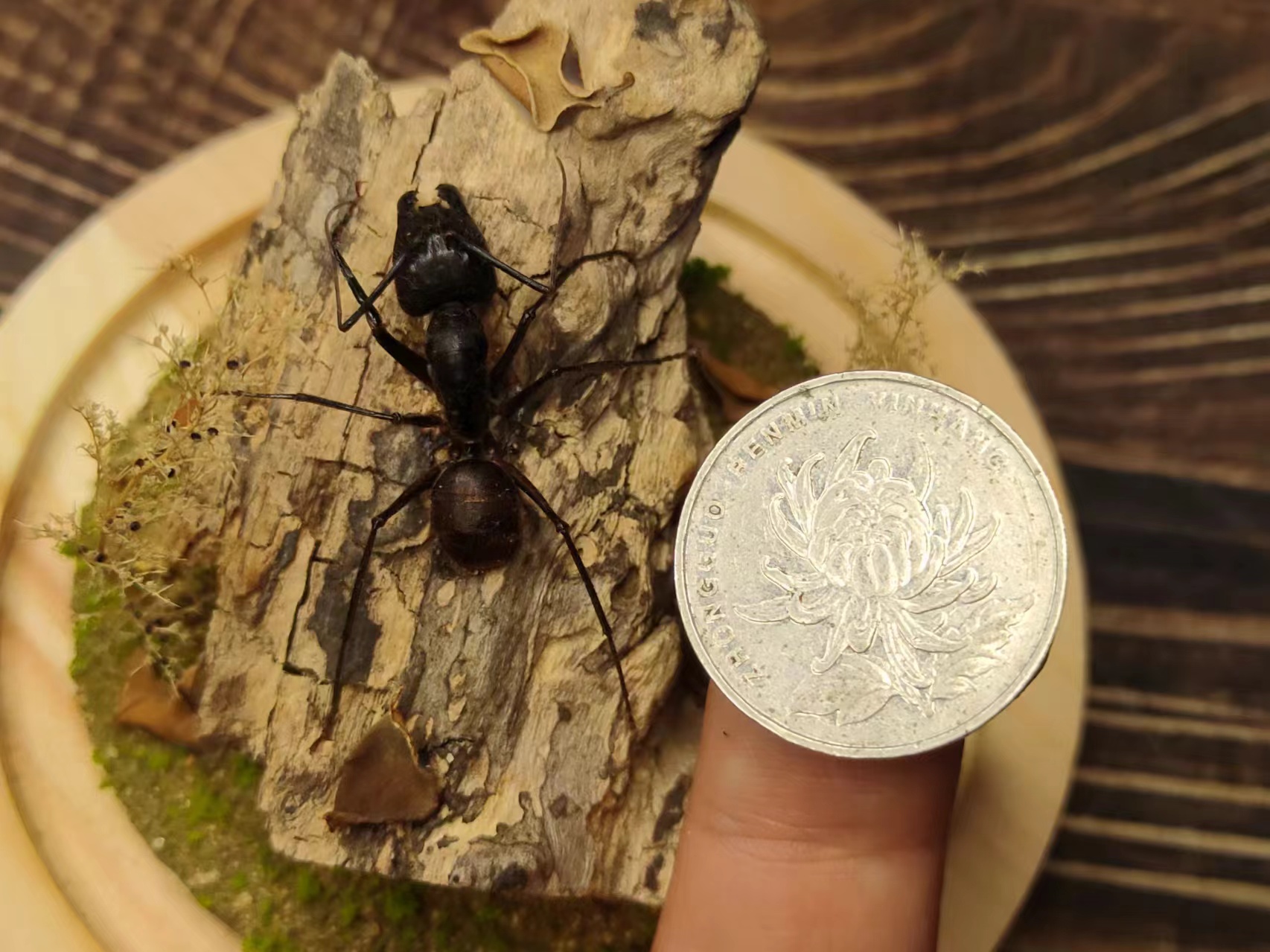 巨型蚂蚁生态标本,有和一元硬币对比图.