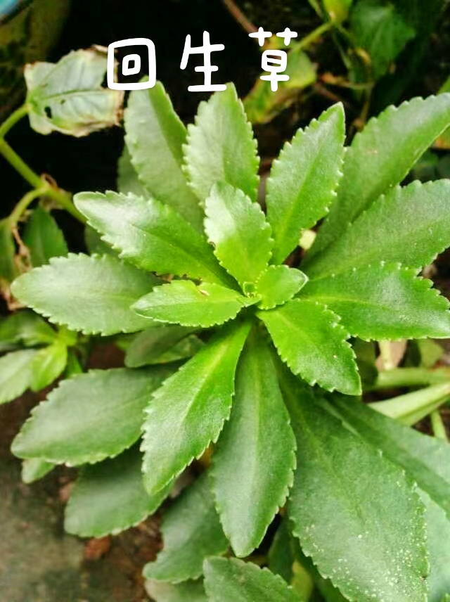 采药人:回生草:又名养心草,血草,白三七,养心草,七叶草等