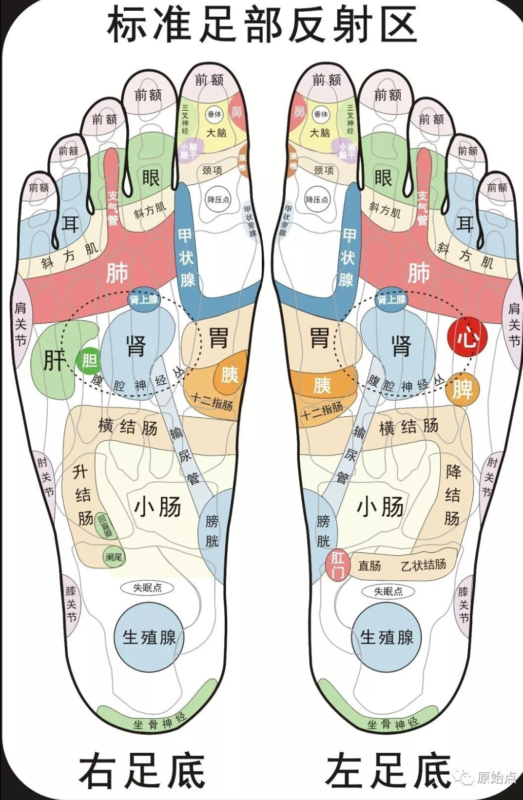足底反射治疗通常是指进行足底反射区的按摩与刺激,有比较多的作用,如