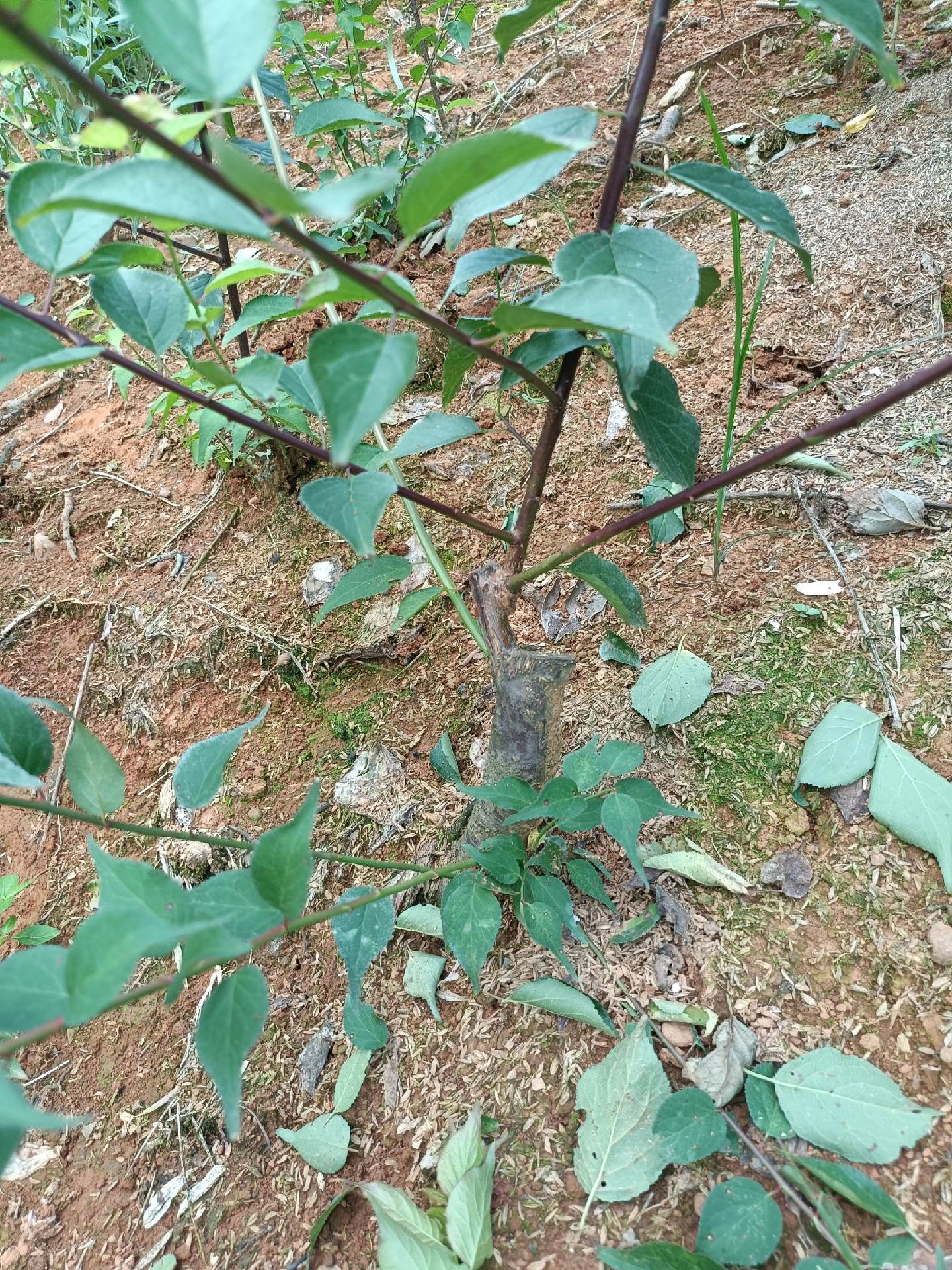 红梅板报素材