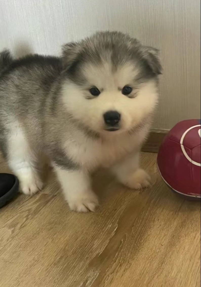 旺喵宠物(小号):阿拉斯加宝宝蹲姨姨啦 1000💰.