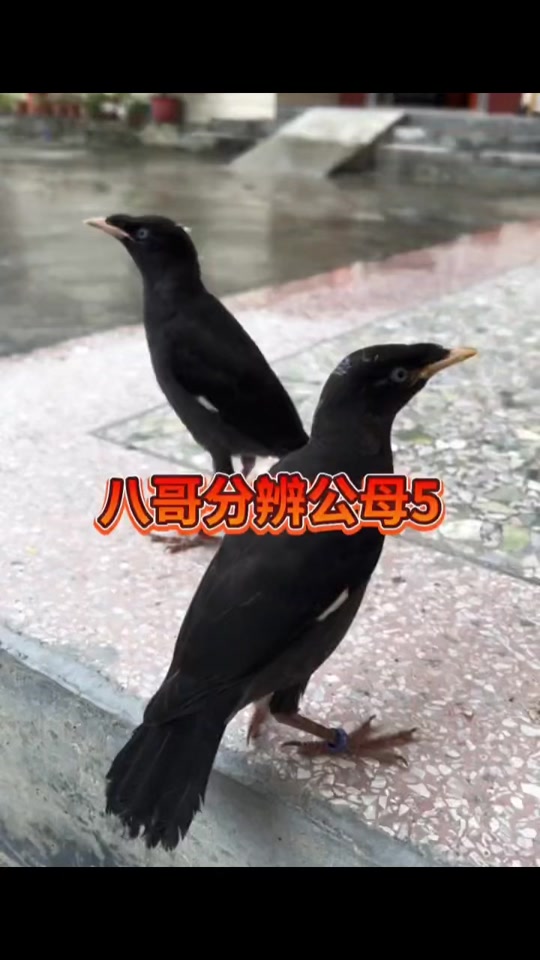 八哥幼鸟公母区分