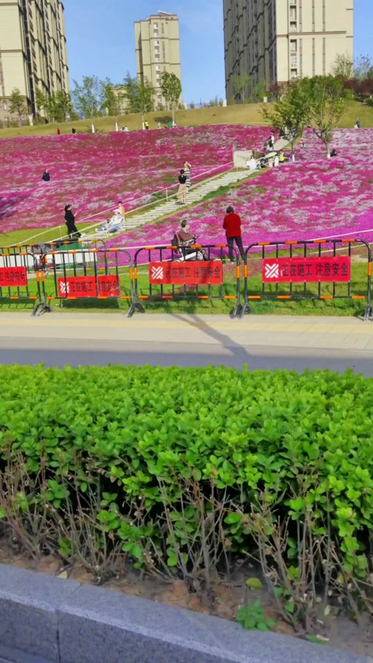 济南龙鼎大道花海2024开花了吗 - 抖音