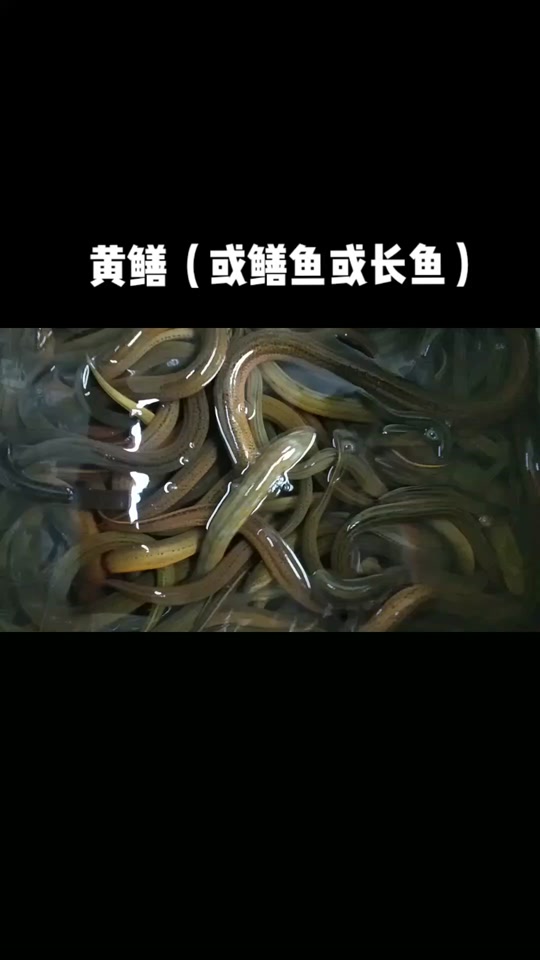 长鱼是黄鳝吗 - 抖音