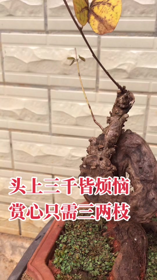 永青园:羊蹄甲老桩简单干净无需过多修饰 不必画蛇添足,正所谓,赏心只