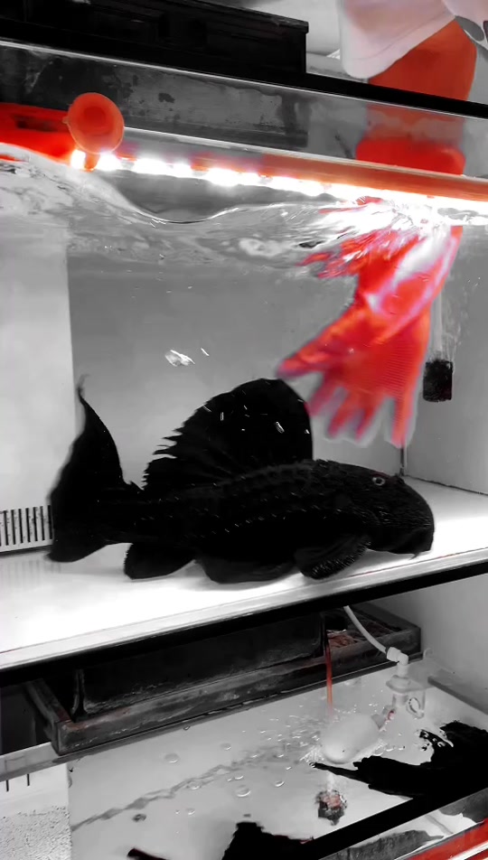 苏里南满天星鱼和眼斑的区别 - 抖音