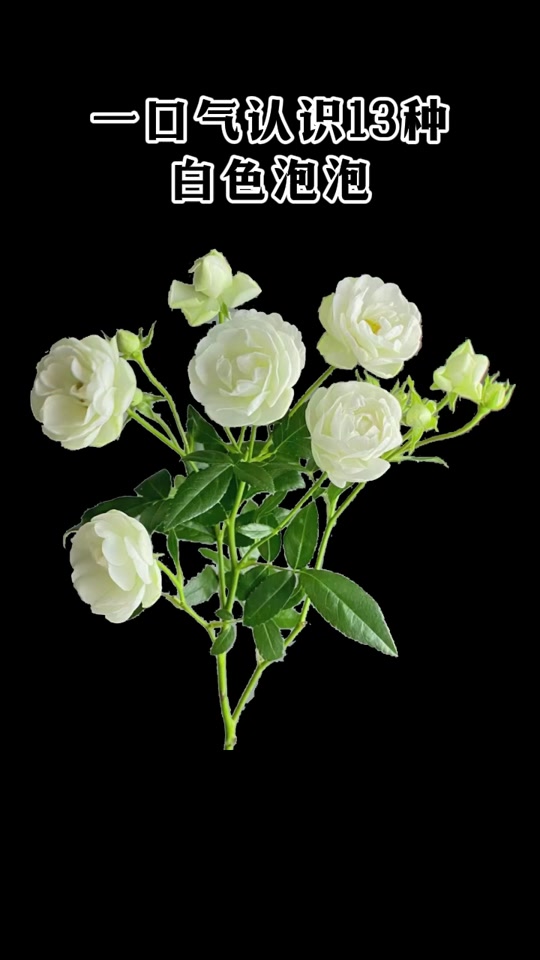 丝路园艺:一口气认识13种白色泡泡玫瑰 #丝路园艺 #鲜花 #西北玫瑰