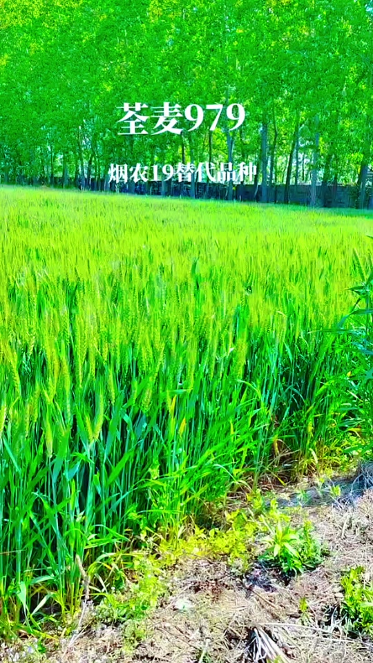 烟农19小麦麦穗头小能高产吗 - 抖音